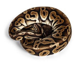 Top view curled up Ballpython aka Python regius, isolated on white background.