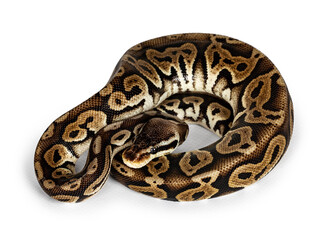 Top view curled up Ballpython aka Python regius, isolated on white background.