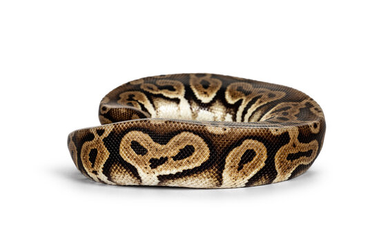 Side view curled up Ballpython aka Python regius, isolated on white background.