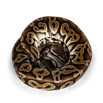 Top view curled up Ballpython aka Python regius, isolated on white background.