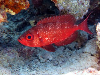 big eye fish