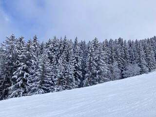 Snow covered trees in the mountains. Winter alpine forest. 
