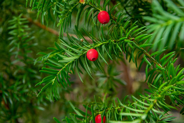 English Yew (Taxus Baccata) fruits in the garden close up. 