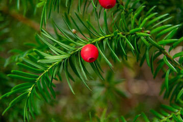 Obraz premium English Yew (Taxus Baccata) fruits in the garden close up. 