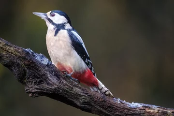Foto op Aluminium Grote Bonte Spech    Great spotted woodpecker © Holland-PhotostockNL