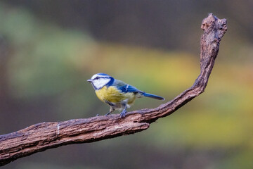 Pimpelmees || Blue tit .