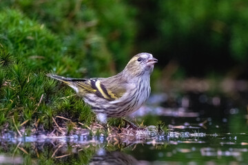 Fototapeta premium Siskin || Sijs