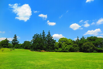 青空と緑でいっぱいの昭和記念公園のふれあい広場の風景2