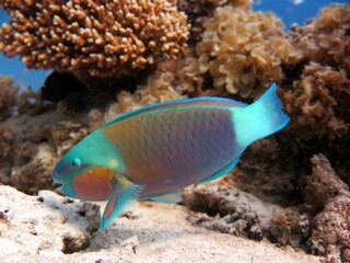 Fototapeta na wymiar parrot fish in aquarium