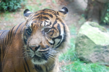 Fototapeta premium Tigre