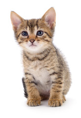 Kitten on white background.