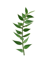 curved green leaf for composition