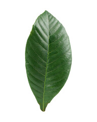 Obraz premium green garden leaf for composition