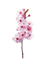 pink peach blossom in spring