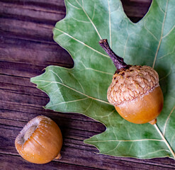 Close-up of acorns and an oak leaf on a wet wooden board on a cold rainy day in October. © Jennifer Seeman