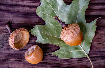 Close-up of acorns and an oak leaf on a wet wooden board on a cold rainy day in October.