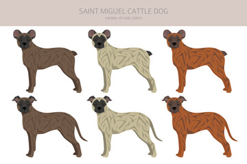 Saint Miguel Cattle dog clipart. All coat colors set.  All dog breeds characteristics infographic