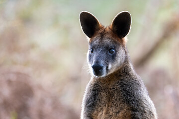 swamp wallaby