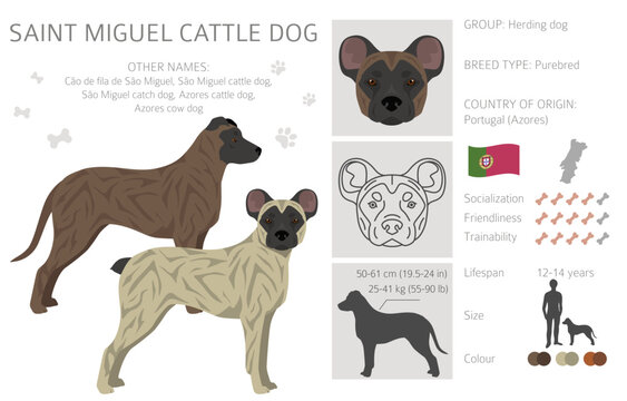 St miguel cattle dog outlet
