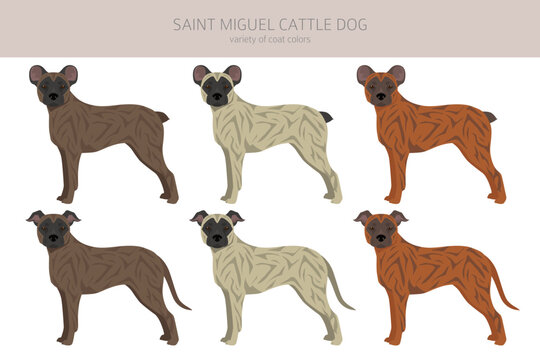 Saint Miguel Cattle Dog Clipart. All Coat Colors Set.  All Dog Breeds Characteristics Infographic