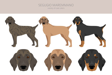 Segugio Maremmano clipart. All coat colors set.  All dog breeds characteristics infographic
