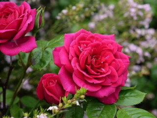 Garden roses are predominantly hybrid roses that are grown as ornamental plants in private or public gardens.