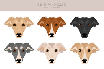 Silken Windhound clipart. All coat colors set.  All dog breeds characteristics infographic