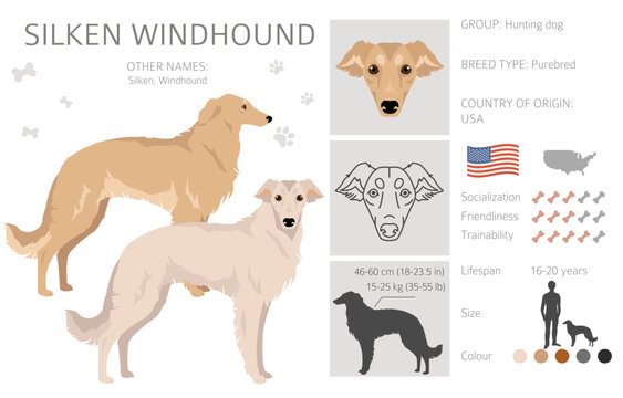 Silken Windhound clipart. All coat colors set.  All dog breeds characteristics infographic