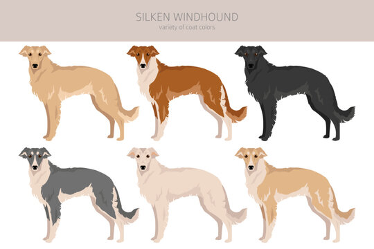 Silken Windhound clipart. All coat colors set.  All dog breeds characteristics infographic