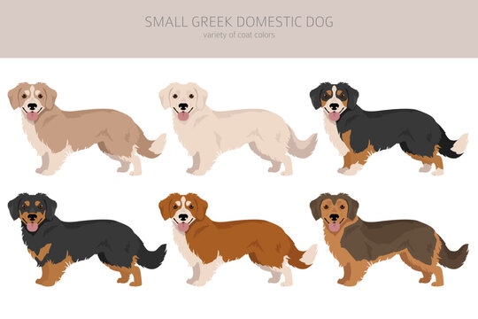 Small Greek Domestic dog clipart. All coat colors set.  All dog breeds characteristics infographic