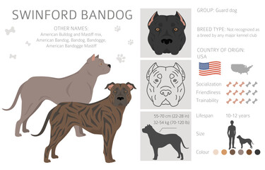 Swinford Bandog clipart. All coat colors set.  All dog breeds characteristics infographic