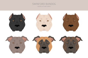 Swinford Bandog clipart. All coat colors set.  All dog breeds characteristics infographic