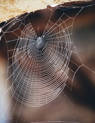 Naklejka premium Close up of a spider web in the medieval cloister of Saint Lizier, in France (Ariege)
