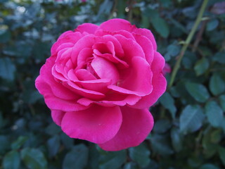 濃いピンク色のバラ「王妃アントワネット」の花