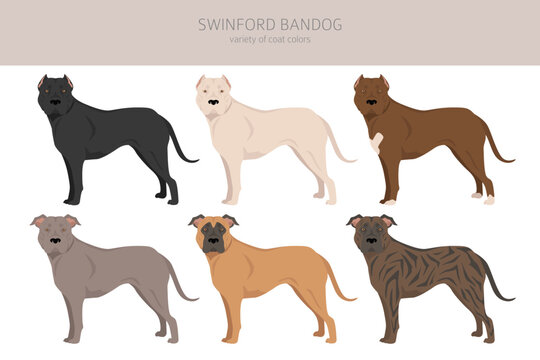 Swinford Bandog clipart. All coat colors set.  All dog breeds characteristics infographic
