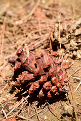Photo of pinecone falling on the ground