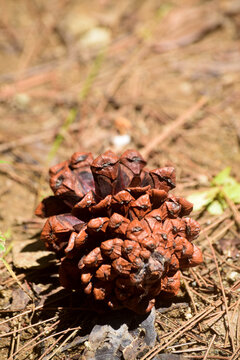 Photo of pinecone falling on the ground