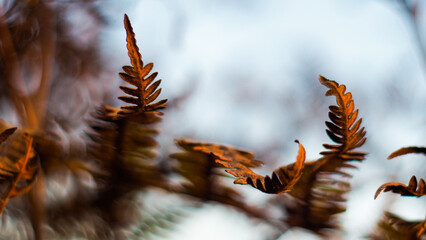 Macro de feuilles de fougère sauvages, photographiées dans la forêt de pins calcinée, à...