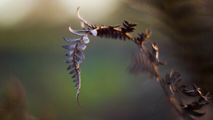Macro de feuilles de fougère sauvages, photographiées dans la forêt de pins calcinée, à proximité de Landiras