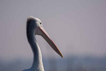 portrait of a pelican