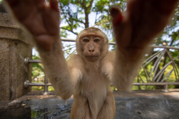 portrait of a macaque