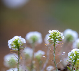 blooming autumn flowers