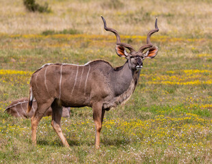 Naklejka na ściany i meble Big kudu bull standing in Addo Elephant National Park, South Africa