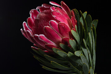 Close up of a protea flower with dew drops against a black background