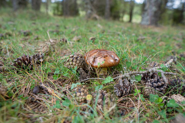 Wild mushroom in the pine forest autumn in Teruel Aragon Spain