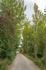 Autumn berries in the country Teruel Aragon Spain