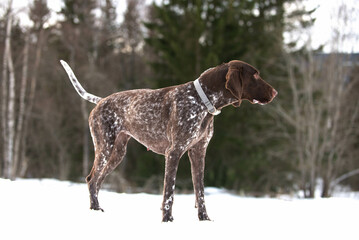 Hunting dog in the snow