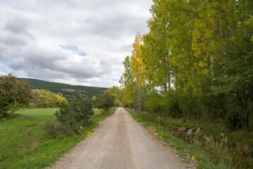 Autumn scenery of the river bank. Yellow leaves of poplars