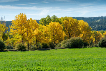 Fototapeta premium Thin and graceful branches of poplars with golden yellow leaves at the top of the crown against the background of a blue sky