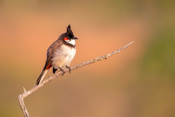 Red-Whiskered bulbul